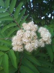 Sorbus aucuparia