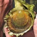 Giant Rock Scallop - Photo (c) calopteryx, some rights reserved (CC BY-NC-SA), uploaded by Matthew O'Donnell