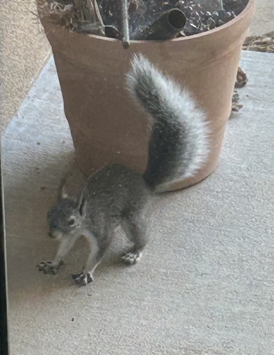 Abert's Squirrel observed by madellen