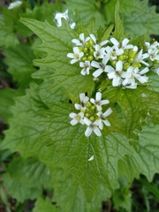 Alliaria petiolata