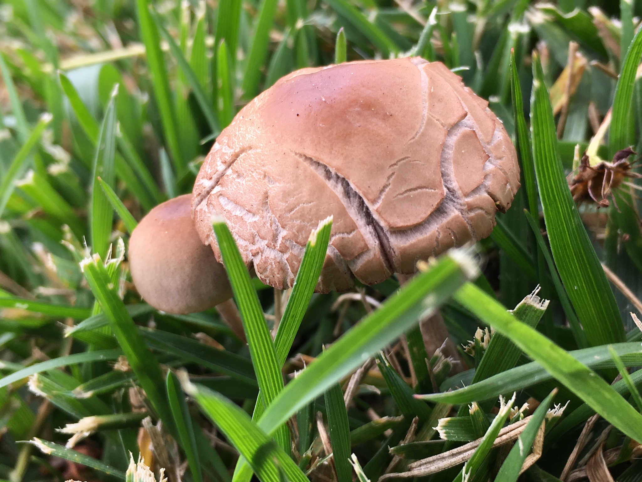 Panaeolus cinctulus image