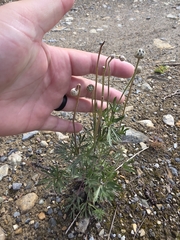 author not stated, no rights reserved Anemone multifida, photograph author not stated, no rights reserved