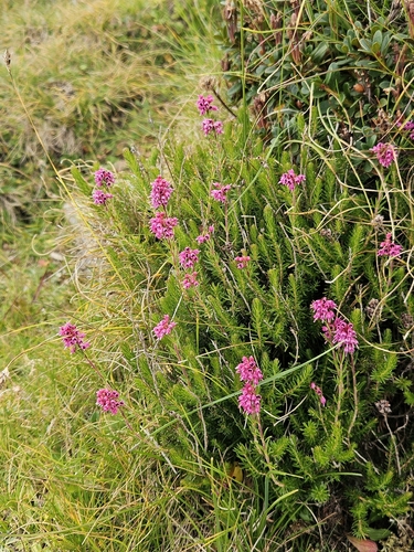 Eastern Heath