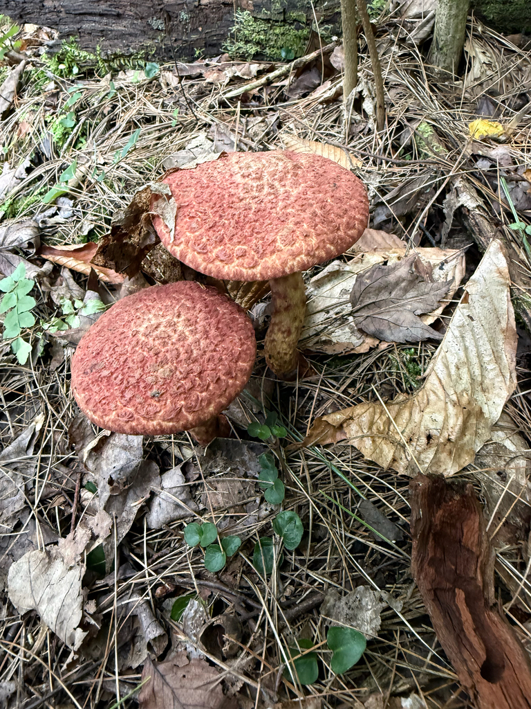 Painted Suillus · August 2026 · photo: Photo: (c) Tanya Riseman, some rights reserved (CC BY) · iNaturalist