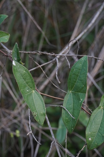 Passiflora coriacea