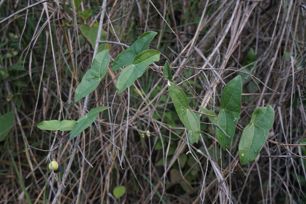 Passiflora coriacea; photograph (c) Connor Connolly-Moyls, some rights reserved (CC BY)