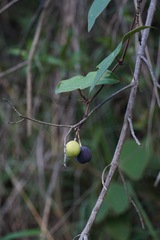 (c) Connor Connolly-Moyls, some rights reserved (CC BY) Passiflora coriacea, photograph (c) Connor Connolly-Moyls, some rights reserved (CC BY)