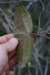 (c) Connor Connolly-Moyls, some rights reserved (CC BY) Passiflora coriacea, photograph (c) Connor Connolly-Moyls, some rights reserved (CC BY)