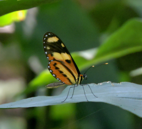 Lysimnia Tigerwing