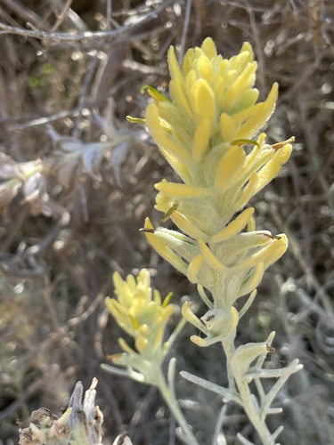 iNaturalist observation photo of island paintbrush