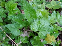 Campanula trachelium