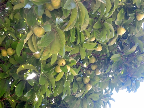 elephant apple