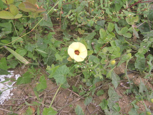 Pavonia cancellata