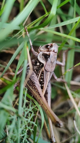 Wart-biter