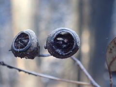 Eucalyptus longifolia