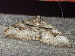 Xanthorhoe defensaria