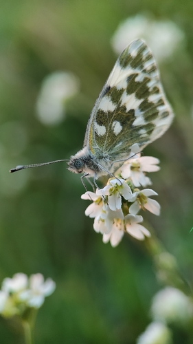 Eastern Bath White