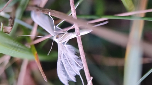 White Plume Moth