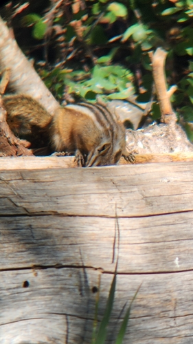 Colorado Chipmunk observed by benosborn