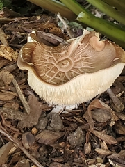 Lentinula edodes