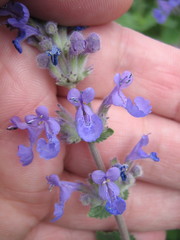Nepeta racemosa racemosa