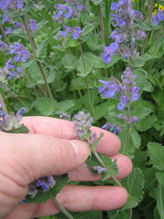 Nepeta racemosa racemosa