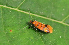 Promalactis procerella