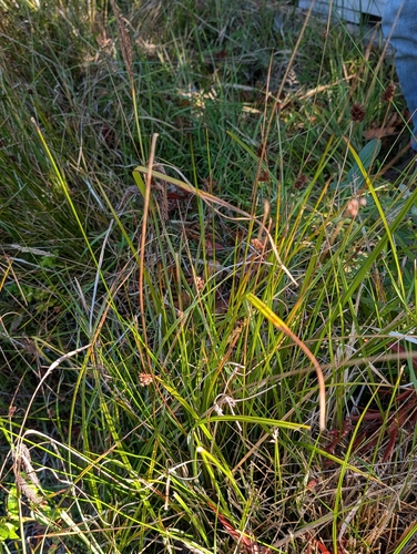 Juncus hesperius observed 2026-08-30