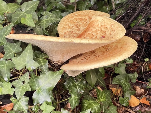 Dryad's Saddle