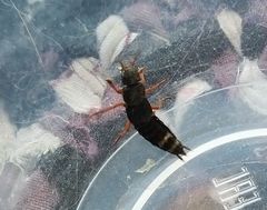 Platydracus fulvipes