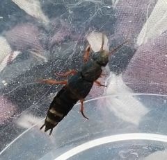 Platydracus fulvipes