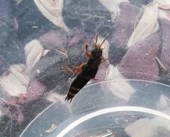 Platydracus fulvipes