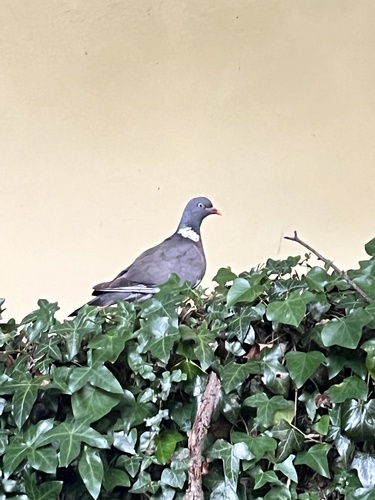 Common Wood-Pigeon