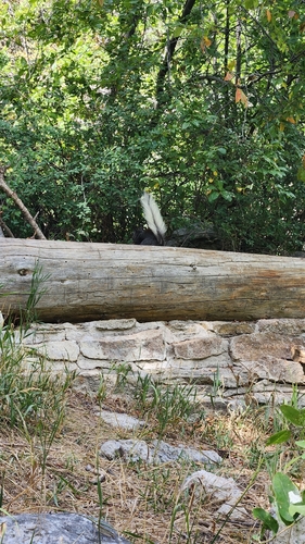 Abert's Squirrel observed by benosborn