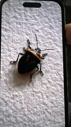 Two-spotted Stink Bug