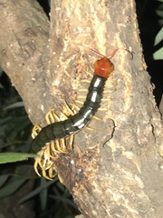 Scolopendra mutilans