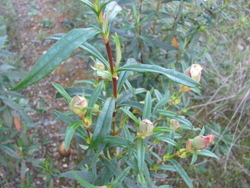 Cistus ladanifer