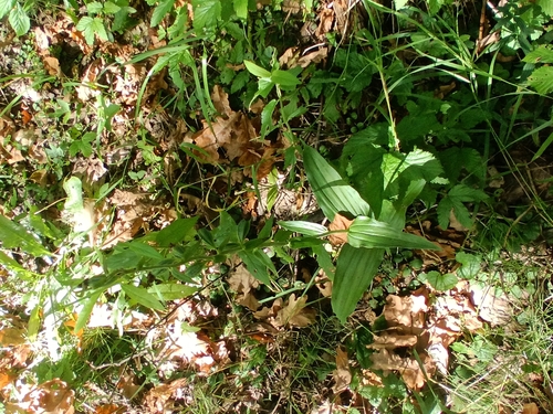 Broad-leaved helleborine