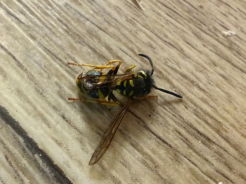 Common European Yellowjacket