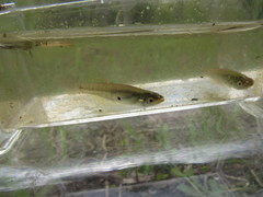 Fundulus dispar