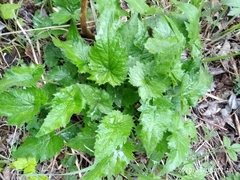 Campanula trachelium