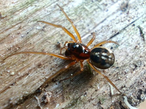 Pachygnatha listeri