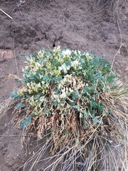 Oxytropis caespitosa