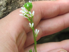 Arabis pycnocarpa adpressipilis
