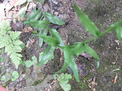 Arabis pycnocarpa adpressipilis