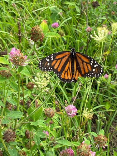 Monarch