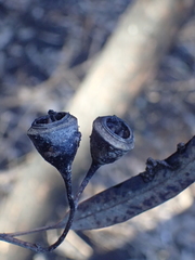 Eucalyptus longifolia