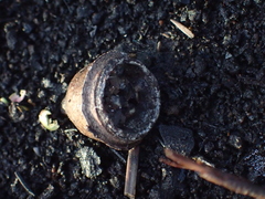 Eucalyptus longifolia