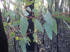 Eucalyptus longifolia