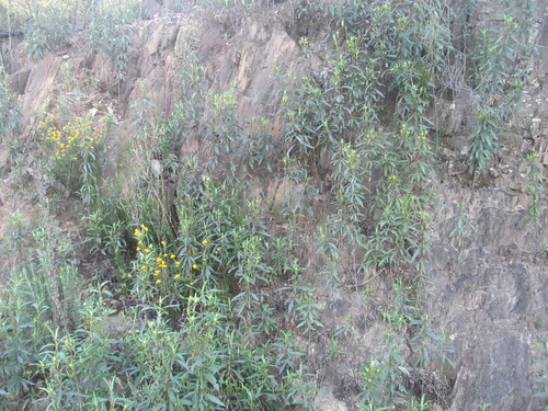 Cistus ladanifer